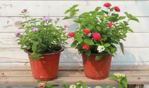 魔豆神器最新爆料视频,揭秘神秘功能与升级亮点  第2张