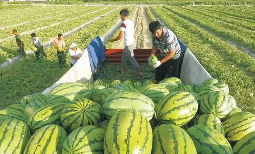 大瓜最新爆料图片,揭秘明星幕后真相  第2张